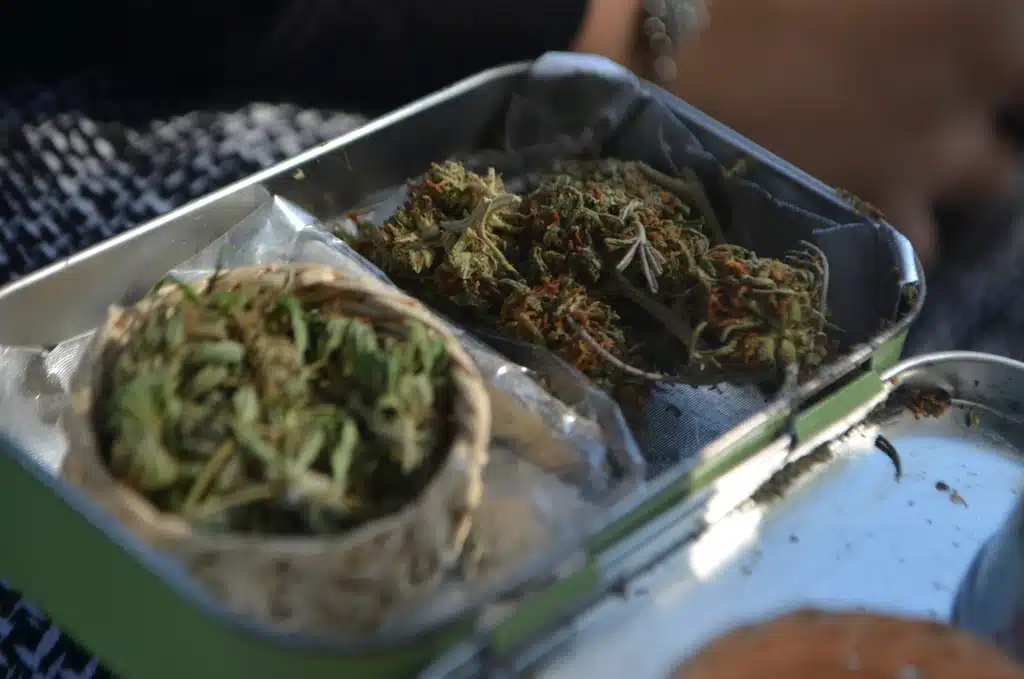 Kush addiction detox rehab Tray containing two Kush plants