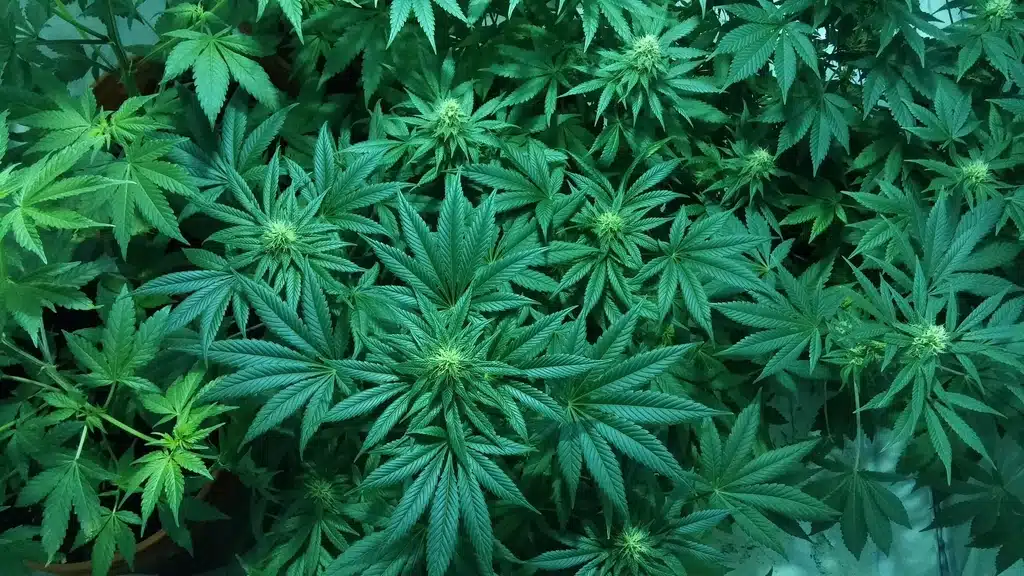 Free cannabis image Kush addiction detox rehab