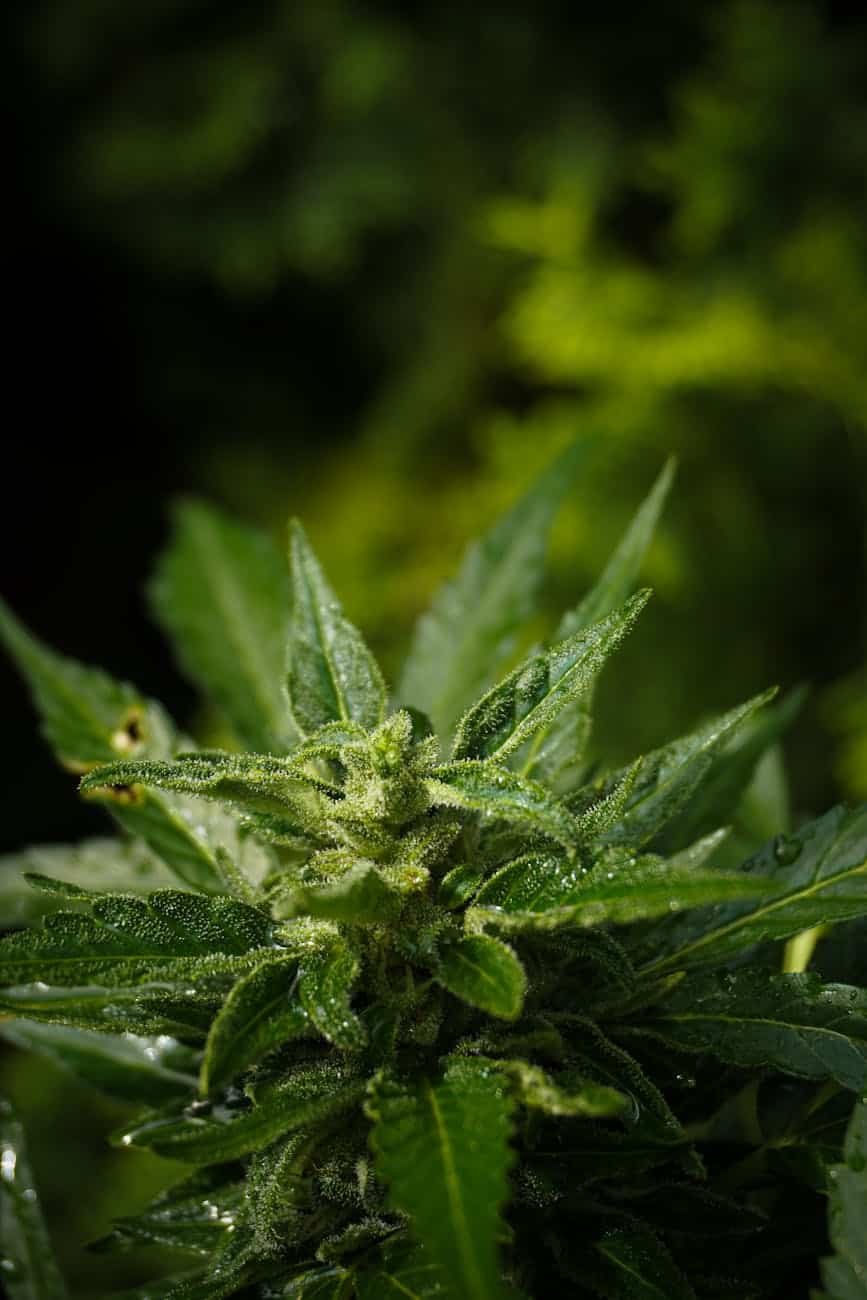 close up of cannabis plant with trichomes