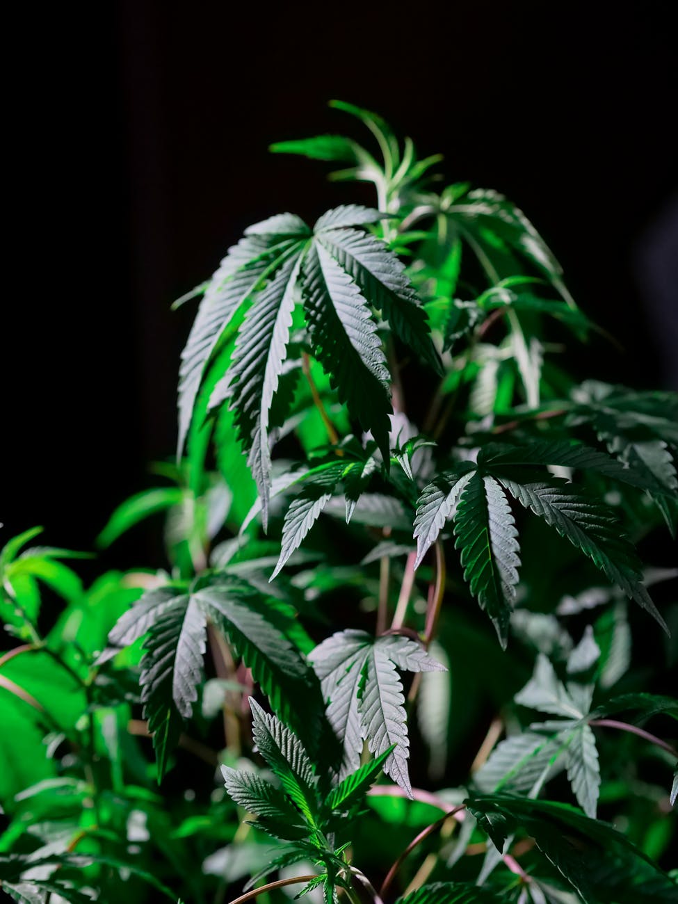 photo of cannbis plant on dark background weed addiction advice